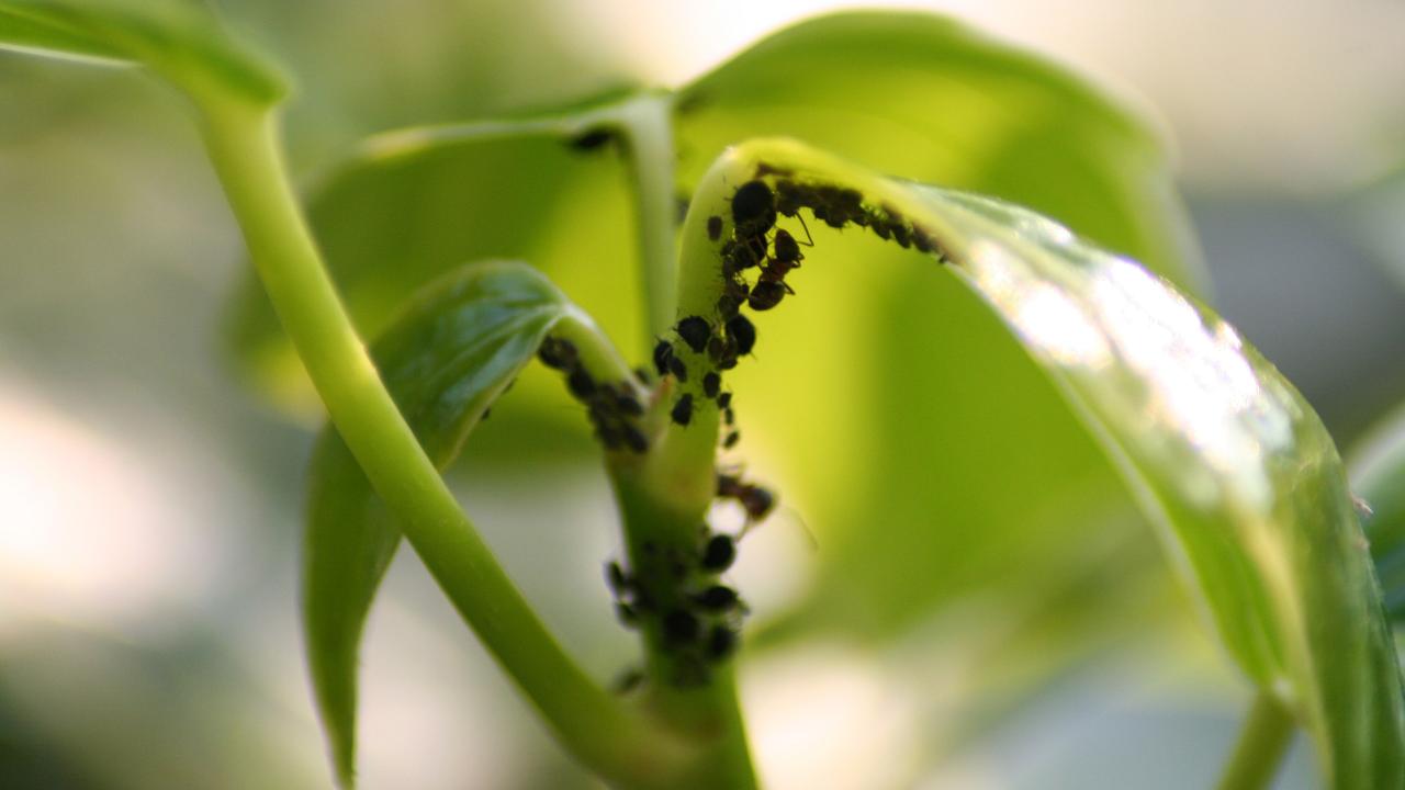 formiche e afidi