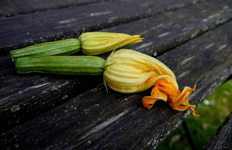 fiori di zucchine 