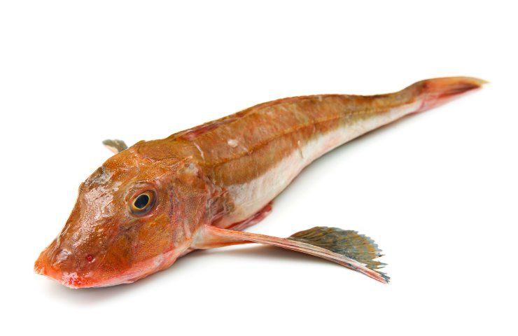 pesce economico magro