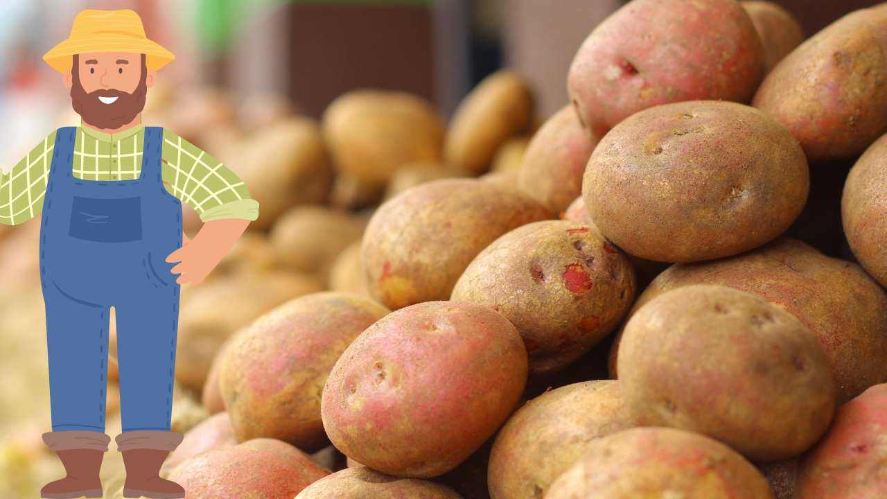 patate trucco contadino 