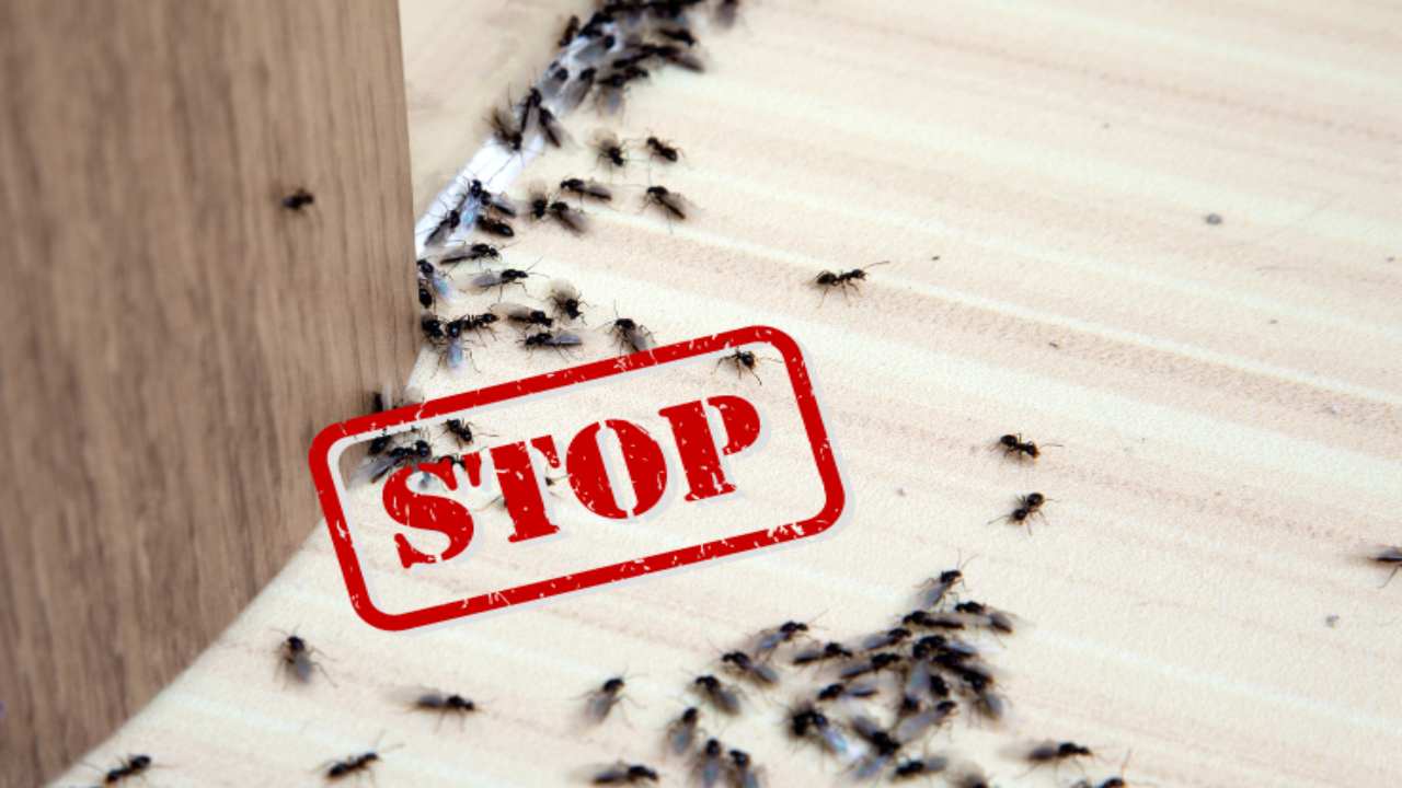 repellente per formiche