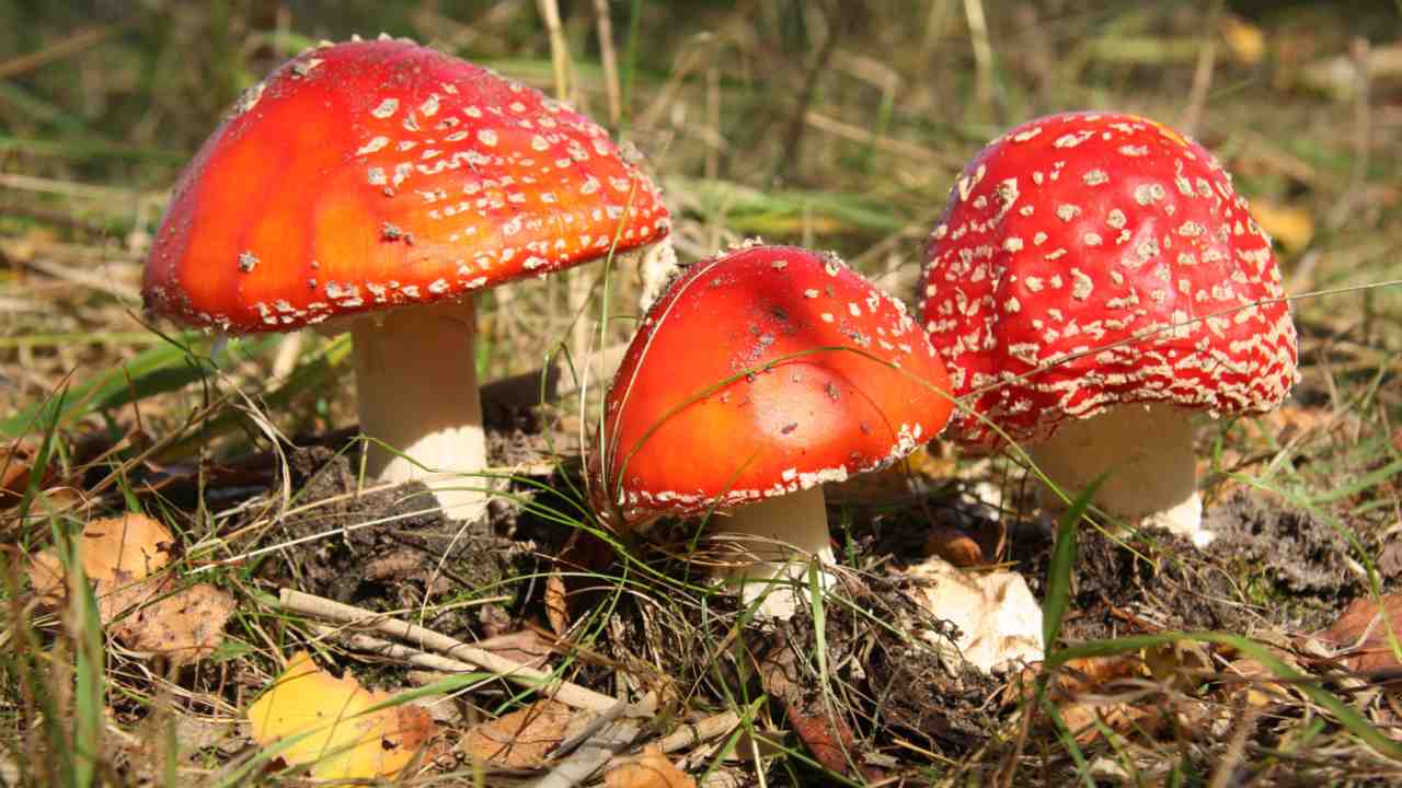 funghi velenosi italia
