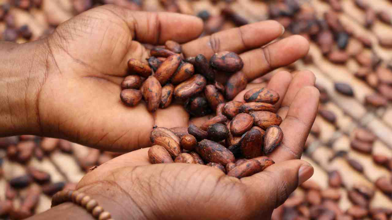 fave cacao benefici organismo proprietà antidepressive