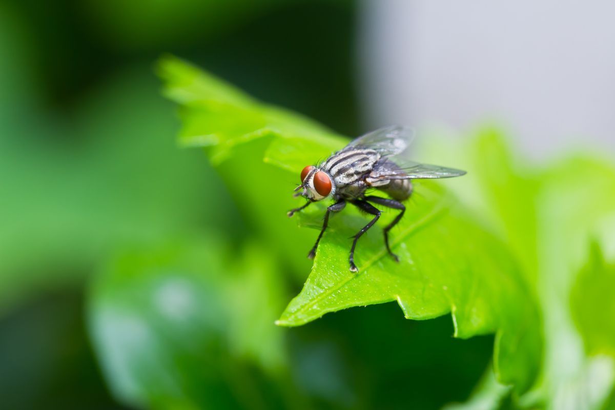 come allontanare mosche e moscerini