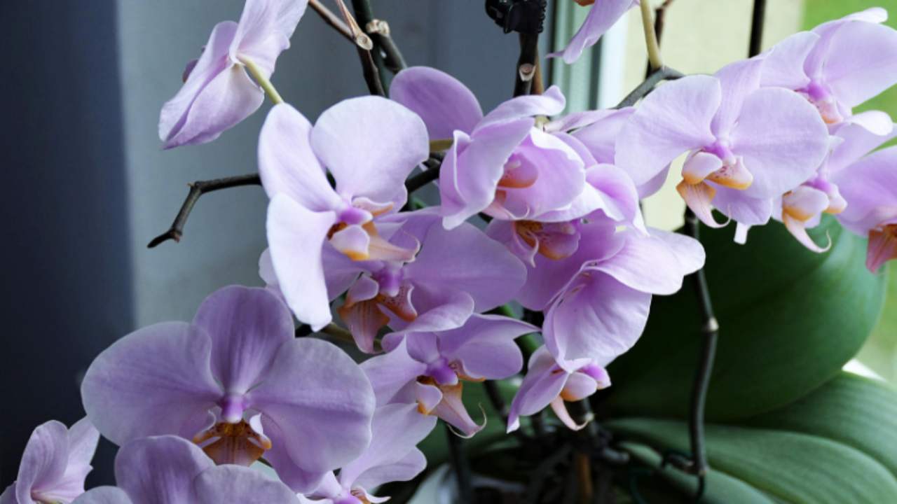 pianta di orchidee trucchi per curarla