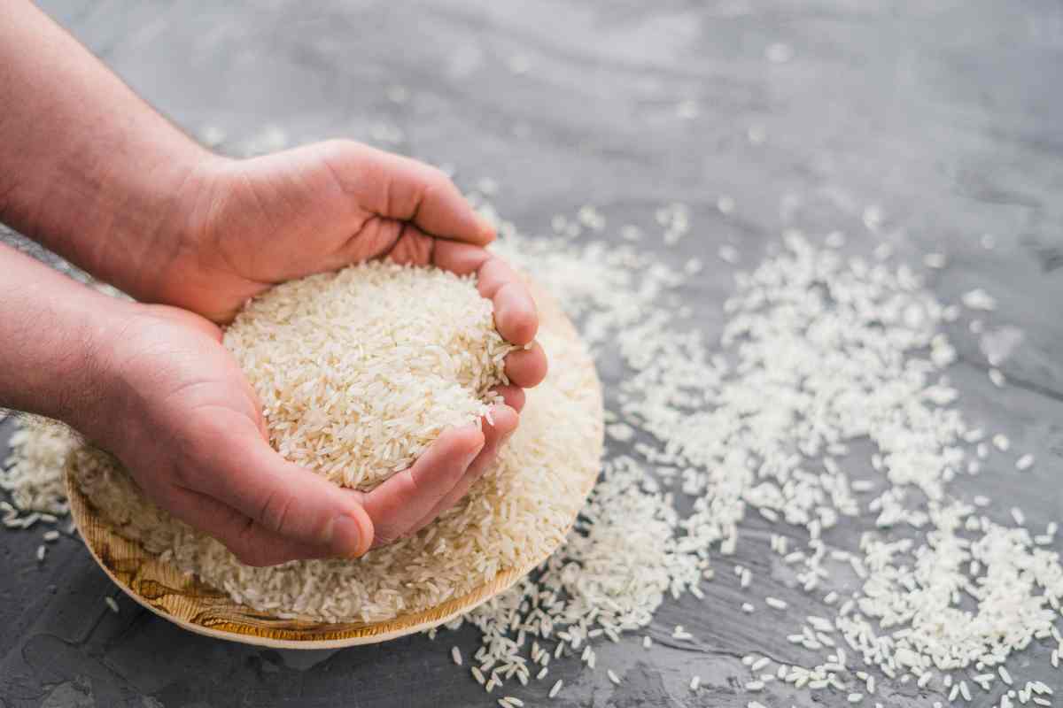 riso pronto per essere lavorato