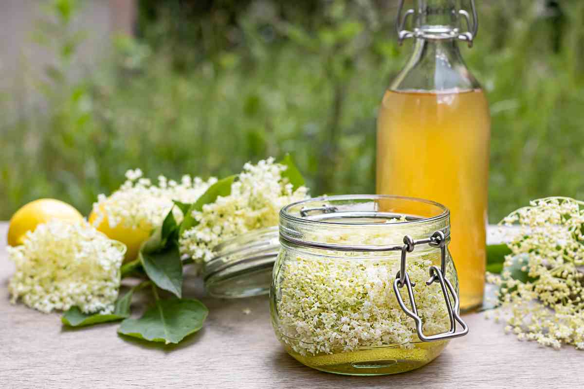Cordiale al sambuco fatto in casa, ingredienti e bottiglia